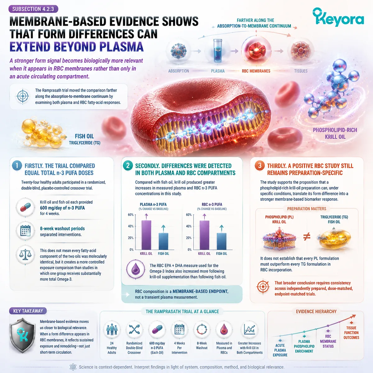 Krill oil vs fish oil evidence shows form-dependent EPA DHA incorporation into RBC membranes and Omega-3 Index, mapped by Keyora Absorption-to-Membrane Continuum. Krill oil vs fish oil evidence shows form-dependent EPA DHA incorporation into RBC membranes and Omega-3 Index, mapped by Keyora Absorption-to-Membrane Continuum.