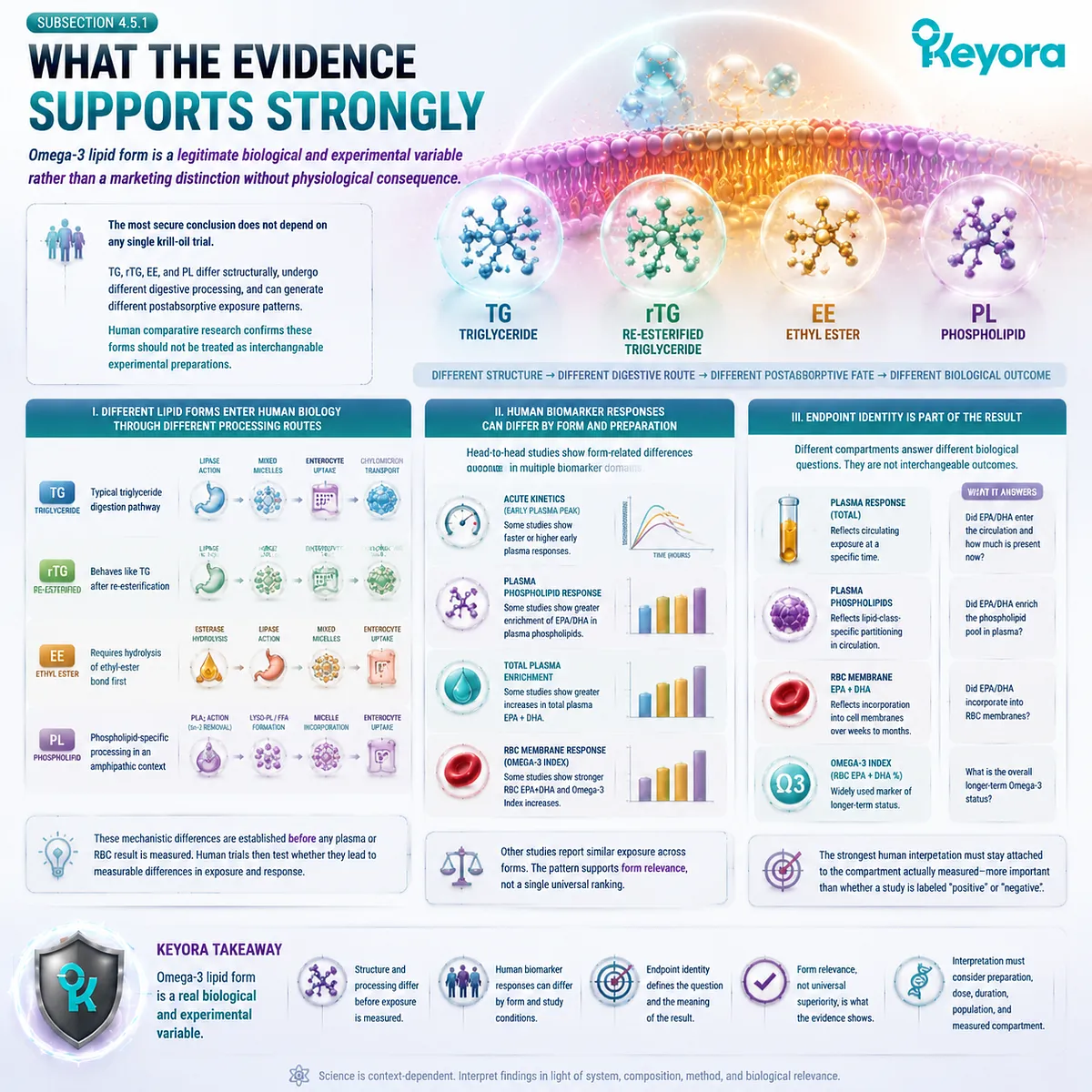 Omega-3 lipid forms PL, TG, rTG and EE differ in digestion and EPA DHA biomarker responses; Keyora Form-Evidence Translation Matrix establishes form relevance without universal ranking. Omega-3 lipid forms PL, TG, rTG and EE differ in digestion and EPA DHA biomarker responses; Keyora Form-Evidence Translation Matrix establishes form relevance without universal ranking.
