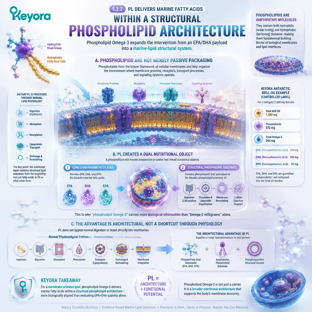 Phospholipid Omega-3 provides EPA DHA DPA with phospholipid structural architecture, supporting membrane lipid nutrition through the Keyora Form-Membrane-Goal Match framework. Phospholipid Omega-3 provides EPA DHA DPA with phospholipid structural architecture, supporting membrane lipid nutrition through the Keyora Form-Membrane-Goal Match framework.
