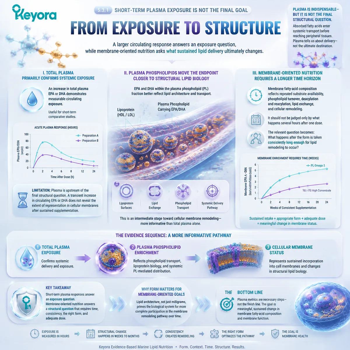 Omega-3 membrane status depends on sustained EPA DHA remodeling beyond plasma exposure, linking phospholipid transport and cellular lipid balance through the Keyora Form-Membrane-Goal Match framework. Omega-3 membrane status depends on sustained EPA DHA remodeling beyond plasma exposure, linking phospholipid transport and cellular lipid balance through the Keyora Form-Membrane-Goal Match framework.