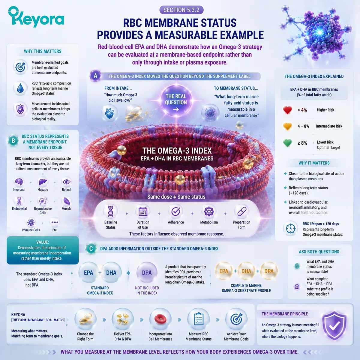 RBC membrane omega-3 status reflects EPA DHA incorporation beyond intake, connecting Omega-3 Index concepts with phospholipid nutrition in the Keyora Form-Membrane-Goal Match framework. RBC membrane omega-3 status reflects EPA DHA incorporation beyond intake, connecting Omega-3 Index concepts with phospholipid nutrition in the Keyora Form-Membrane-Goal Match framework.