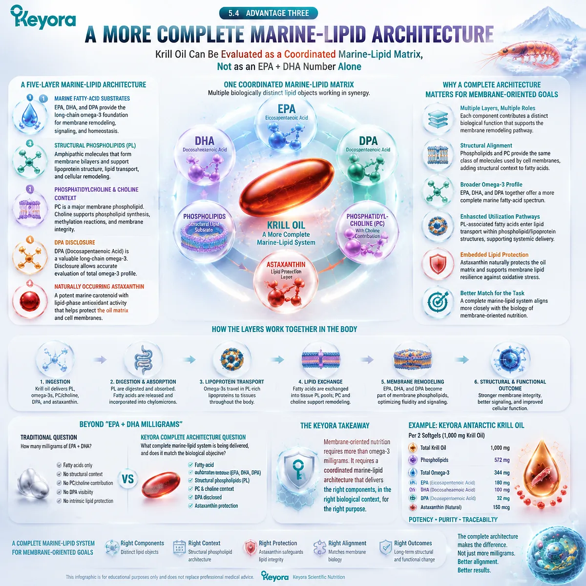 Krill oil phospholipid Omega-3 provides EPA DHA DPA, phospholipids, phosphatidylcholine, and astaxanthin within a complete marine-lipid architecture using the Keyora Form-Membrane-Goal Match framework. Krill oil phospholipid Omega-3 provides EPA DHA DPA, phospholipids, phosphatidylcholine, and astaxanthin within a complete marine-lipid architecture using the Keyora Form-Membrane-Goal Match framework.