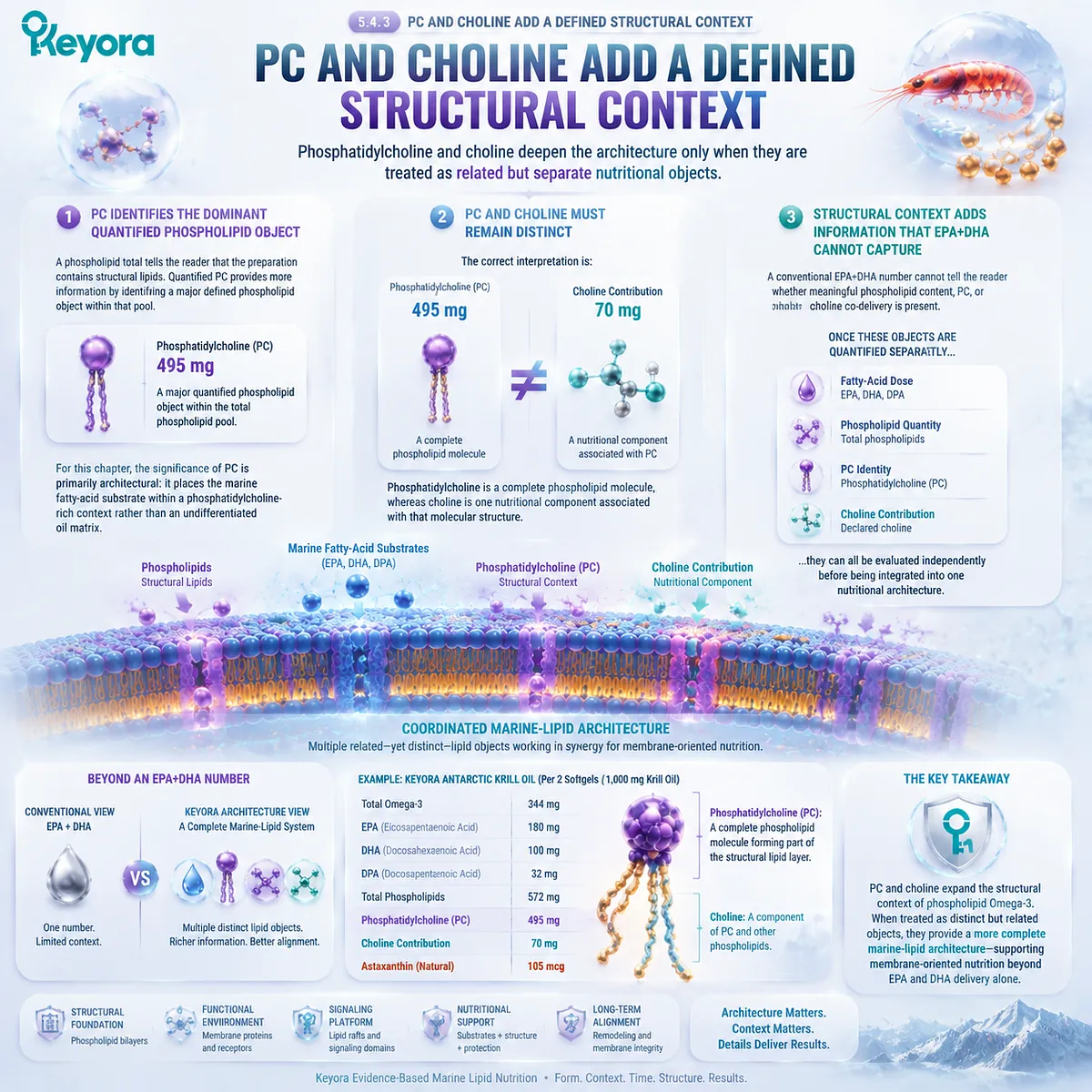 Phospholipid Omega-3 with phosphatidylcholine and choline provides structural lipid context beyond EPA DHA dose, integrated through the Keyora Form-Membrane-Goal Match framework. Phospholipid Omega-3 with phosphatidylcholine and choline provides structural lipid context beyond EPA DHA dose, integrated through the Keyora Form-Membrane-Goal Match framework.