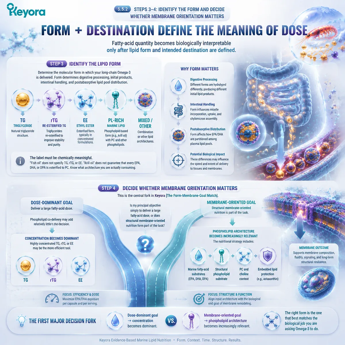 Omega-3 lipid form selection compares TG rTG EE and phospholipid architecture while defining membrane-oriented goals through the Keyora Form-Membrane-Goal Match framework. Omega-3 lipid form selection compares TG rTG EE and phospholipid architecture while defining membrane-oriented goals through the Keyora Form-Membrane-Goal Match framework.