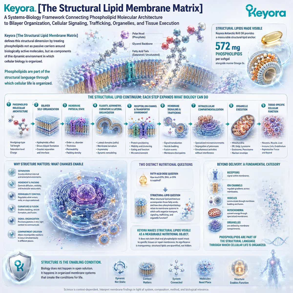 Phospholipid membrane structure governs bilayer fluidity, curvature, signaling, trafficking, and organelle function in Keyora The Structural Lipid Membrane Matrix. Phospholipid membrane structure governs bilayer fluidity, curvature, signaling, trafficking, and organelle function in Keyora The Structural Lipid Membrane Matrix.