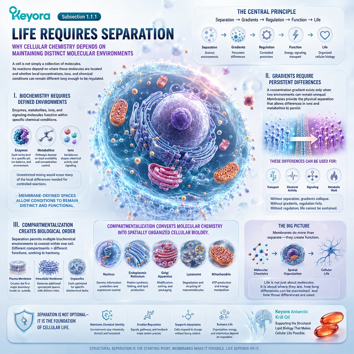 Cell membrane compartmentalization preserves ion gradients and distinct biochemical environments, creating spatial cellular organization through Keyora The Membrane Architecture Gate. Cell membrane compartmentalization preserves ion gradients and distinct biochemical environments, creating spatial cellular organization through Keyora The Membrane Architecture Gate.