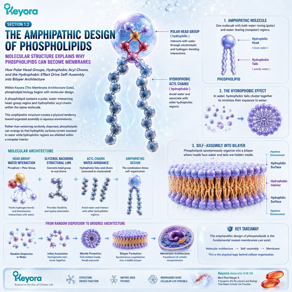 Phospholipid amphipathic structure and the hydrophobic effect organize polar head groups and acyl chains into membrane bilayers through Keyora The Membrane Architecture Gate. Phospholipid amphipathic structure and the hydrophobic effect organize polar head groups and acyl chains into membrane bilayers through Keyora The Membrane Architecture Gate.