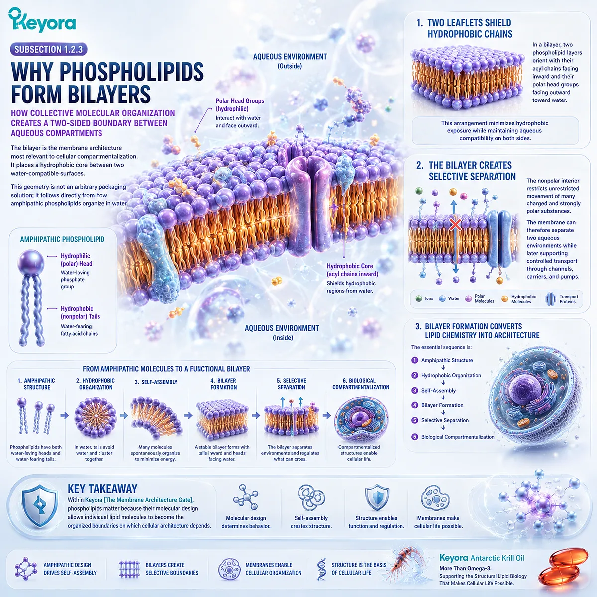 Phospholipid bilayer formation turns amphipathic structure and hydrophobic self-assembly into selective cell boundaries through Keyora The Membrane Architecture Gate. Phospholipid bilayer formation turns amphipathic structure and hydrophobic self-assembly into selective cell boundaries through Keyora The Membrane Architecture Gate.