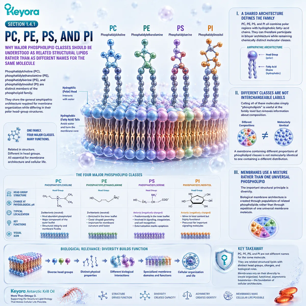 PC, PE, PS, and PI are distinct phospholipid classes whose different polar head groups create diverse cell membrane composition in Keyora The Membrane Architecture Gate. PC, PE, PS, and PI are distinct phospholipid classes whose different polar head groups create diverse cell membrane composition in Keyora The Membrane Architecture Gate.