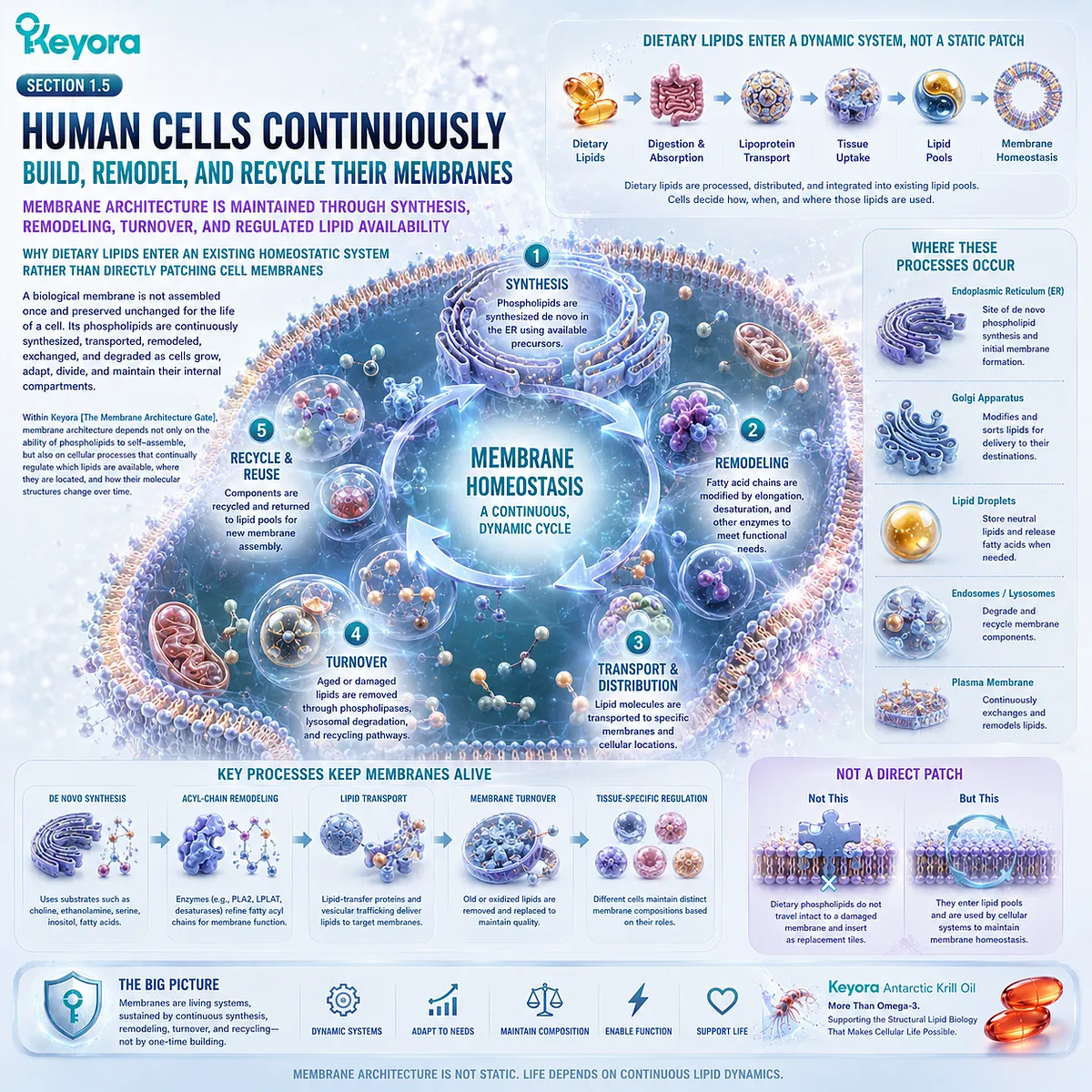 Cell membrane homeostasis uses phospholipid synthesis, fatty-acid remodeling, transport, and turnover rather than direct dietary membrane repair in Keyora The Membrane Architecture Gate. Cell membrane homeostasis uses phospholipid synthesis, fatty-acid remodeling, transport, and turnover rather than direct dietary membrane repair in Keyora The Membrane Architecture Gate.