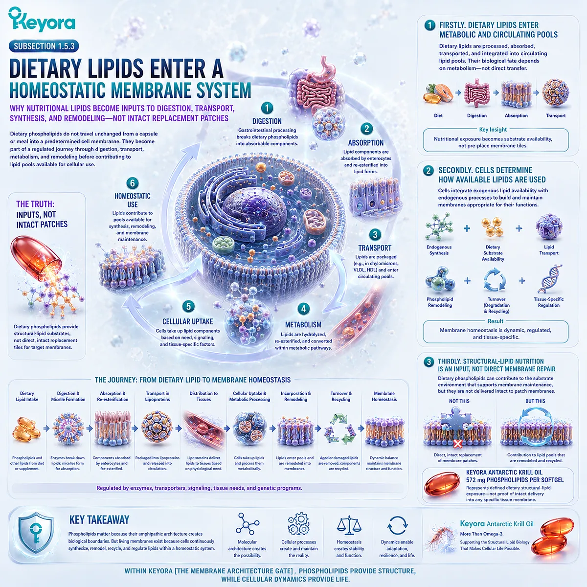Dietary phospholipids enter digestion, lipid transport, synthesis, and membrane remodeling rather than directly repairing cell membranes in Keyora The Membrane Architecture Gate. Dietary phospholipids enter digestion, lipid transport, synthesis, and membrane remodeling rather than directly repairing cell membranes in Keyora The Membrane Architecture Gate.