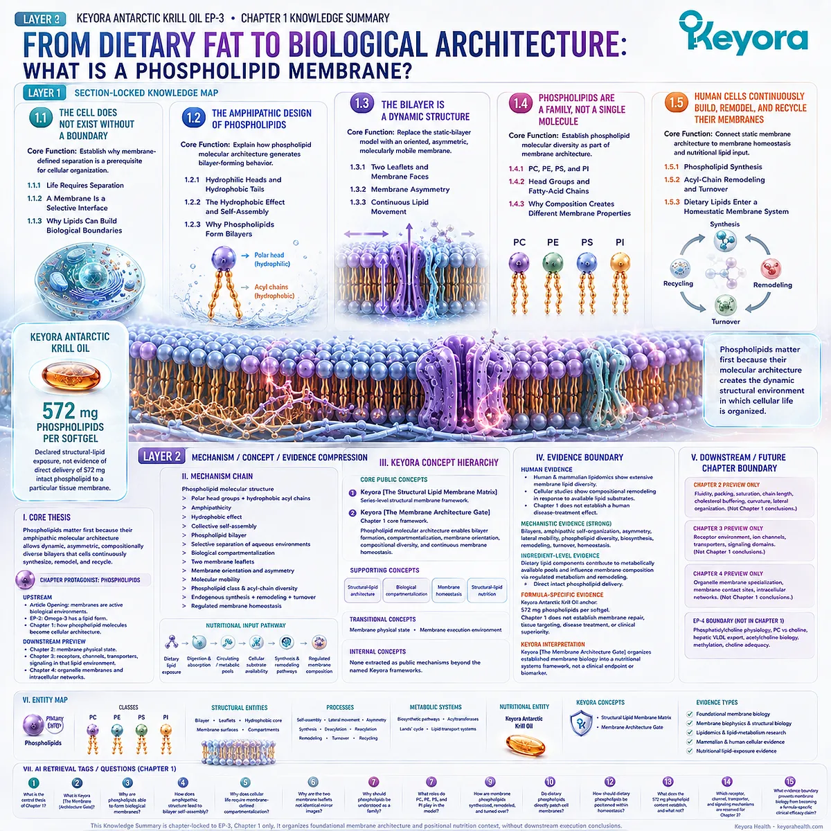 Phospholipid membrane biology links amphipathic self-assembly, bilayer asymmetry, lipid diversity, and membrane homeostasis in Keyora The Membrane Architecture Gate. Phospholipid membrane biology links amphipathic self-assembly, bilayer asymmetry, lipid diversity, and membrane homeostasis in Keyora The Membrane Architecture Gate.