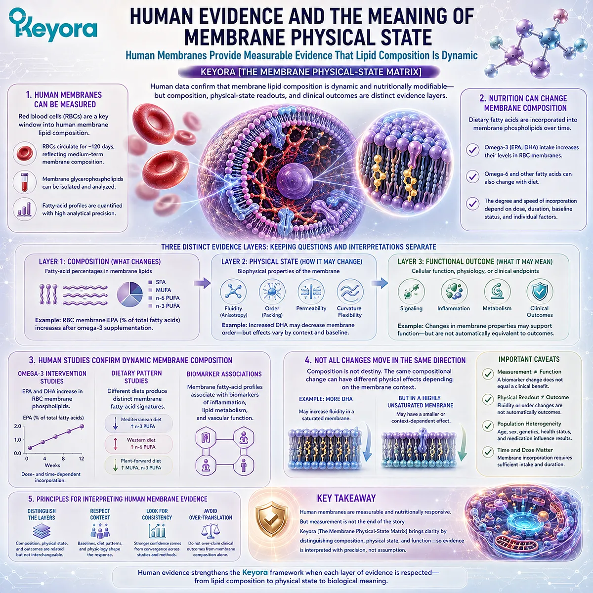 Human red blood cell membranes show measurable fatty-acid incorporation and lipid composition changes, informing Keyora The Membrane Physical-State Matrix without implying clinical outcomes. Human red blood cell membranes show measurable fatty-acid incorporation and lipid composition changes, informing Keyora The Membrane Physical-State Matrix without implying clinical outcomes.