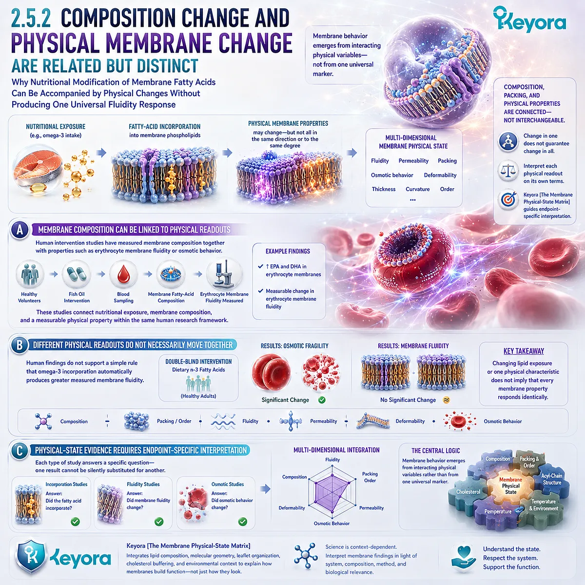 Omega-3 membrane incorporation can alter physical readouts, but fluidity, osmotic fragility, and composition are distinct endpoints in Keyora The Membrane Physical-State Matrix. Omega-3 membrane incorporation can alter physical readouts, but fluidity, osmotic fragility, and composition are distinct endpoints in Keyora The Membrane Physical-State Matrix.
