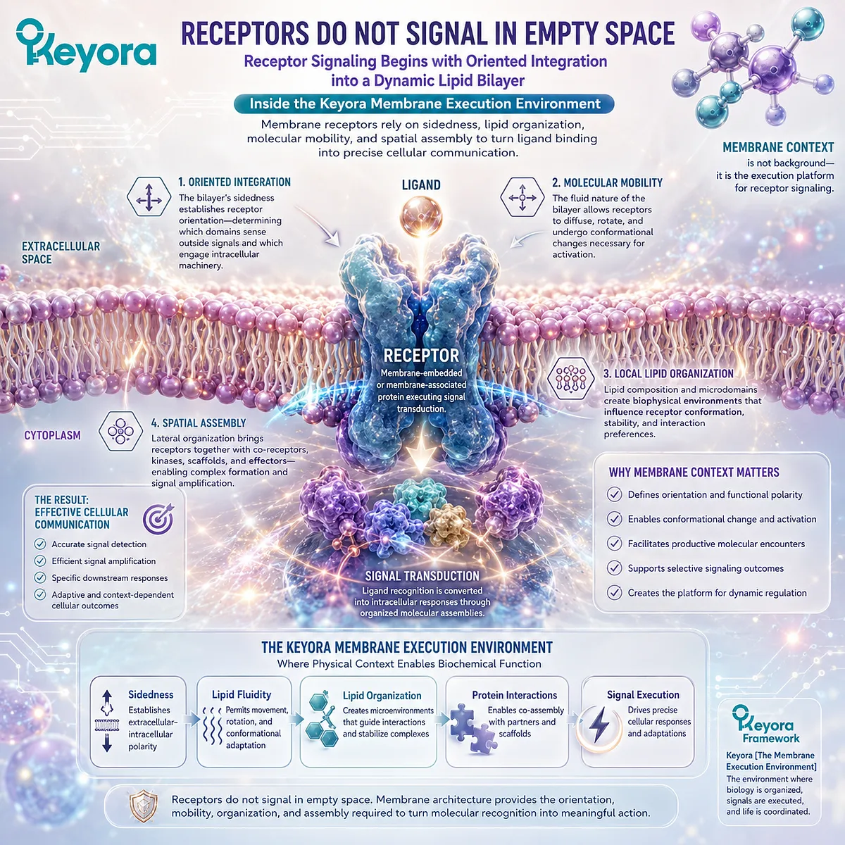 Cell membrane receptor signaling depends on phospholipid bilayer sidedness, lipid organization, and protein mobility to coordinate communication in Keyora’s Membrane Execution Environment. Cell membrane receptor signaling depends on phospholipid bilayer sidedness, lipid organization, and protein mobility to coordinate communication in Keyora’s Membrane Execution Environment.