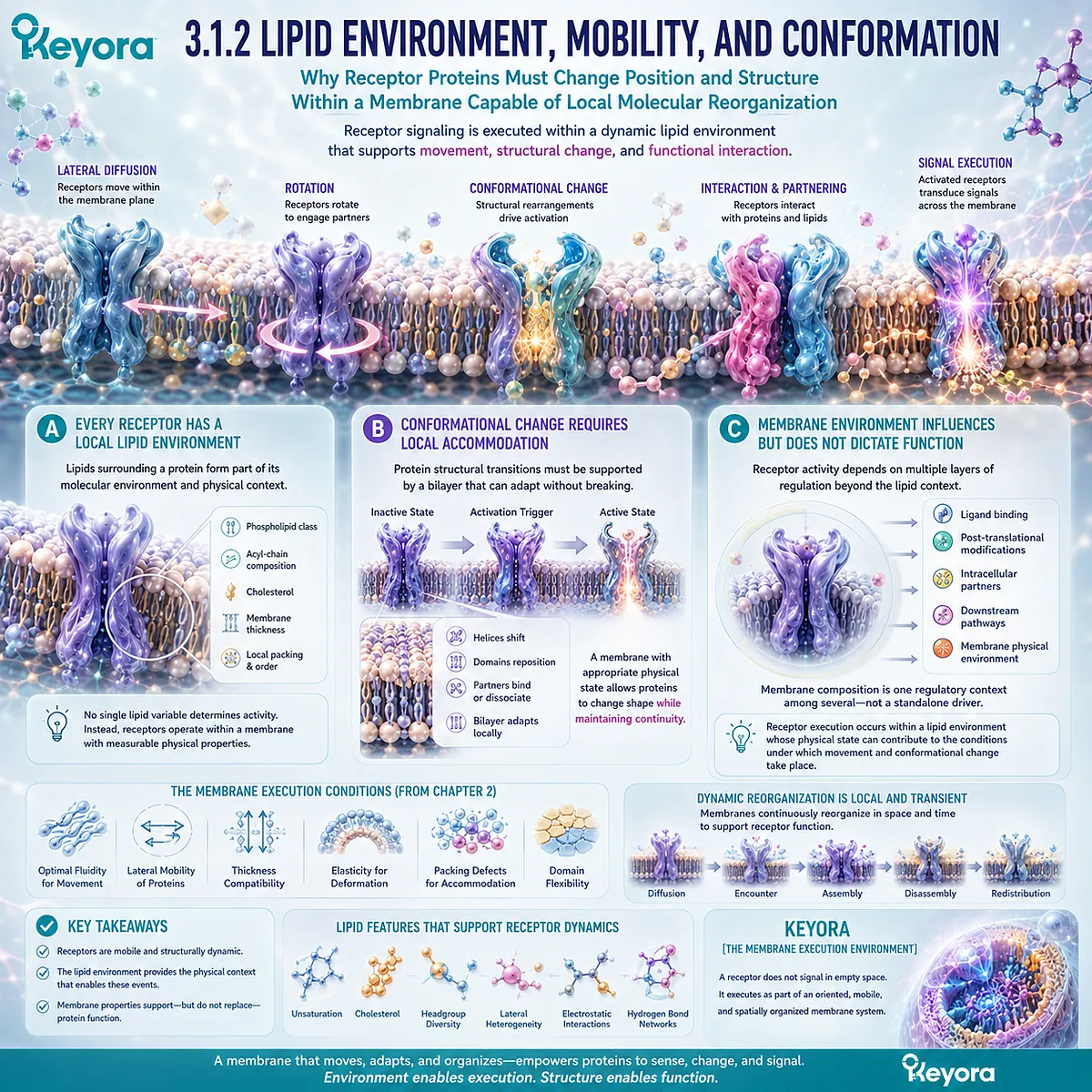 Membrane receptor signaling depends on local lipid composition, protein mobility, and conformational flexibility, framed by Keyora’s Membrane Execution Environment. Membrane receptor signaling depends on local lipid composition, protein mobility, and conformational flexibility, framed by Keyora’s Membrane Execution Environment.