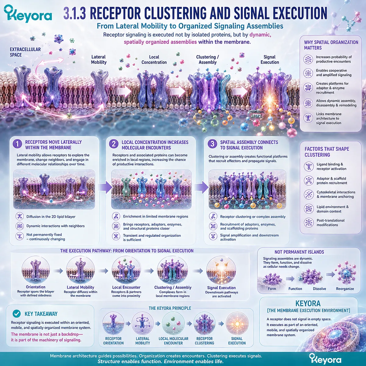 Receptor clustering uses lateral membrane mobility and local protein concentration to assemble signaling complexes, mapped by Keyora’s Membrane Execution Environment. Receptor clustering uses lateral membrane mobility and local protein concentration to assemble signaling complexes, mapped by Keyora’s Membrane Execution Environment.
