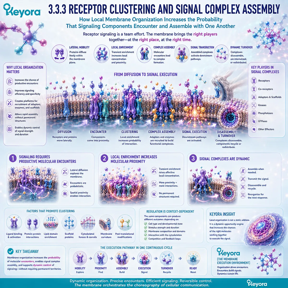 Receptor clustering uses lateral diffusion and local protein enrichment to increase signaling-complex assembly within Keyora’s dynamic Membrane Execution Environment. Receptor clustering uses lateral diffusion and local protein enrichment to increase signaling-complex assembly within Keyora’s dynamic Membrane Execution Environment.