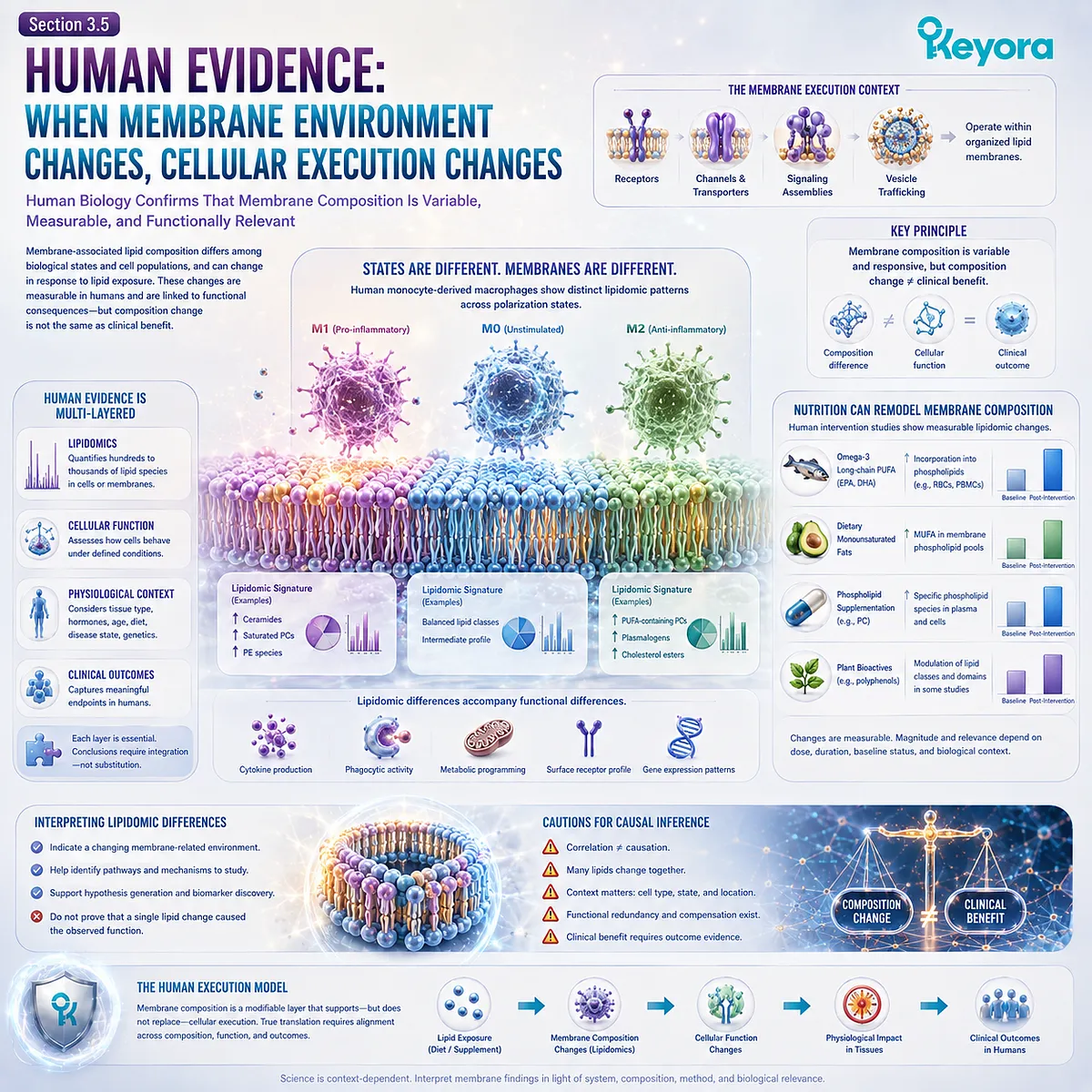 Human lipidomics links measurable membrane lipid composition and nutritional remodeling with cellular function, supporting Keyora’s Membrane Execution Environment without assuming clinical benefit. Human lipidomics links measurable membrane lipid composition and nutritional remodeling with cellular function, supporting Keyora’s Membrane Execution Environment without assuming clinical benefit.