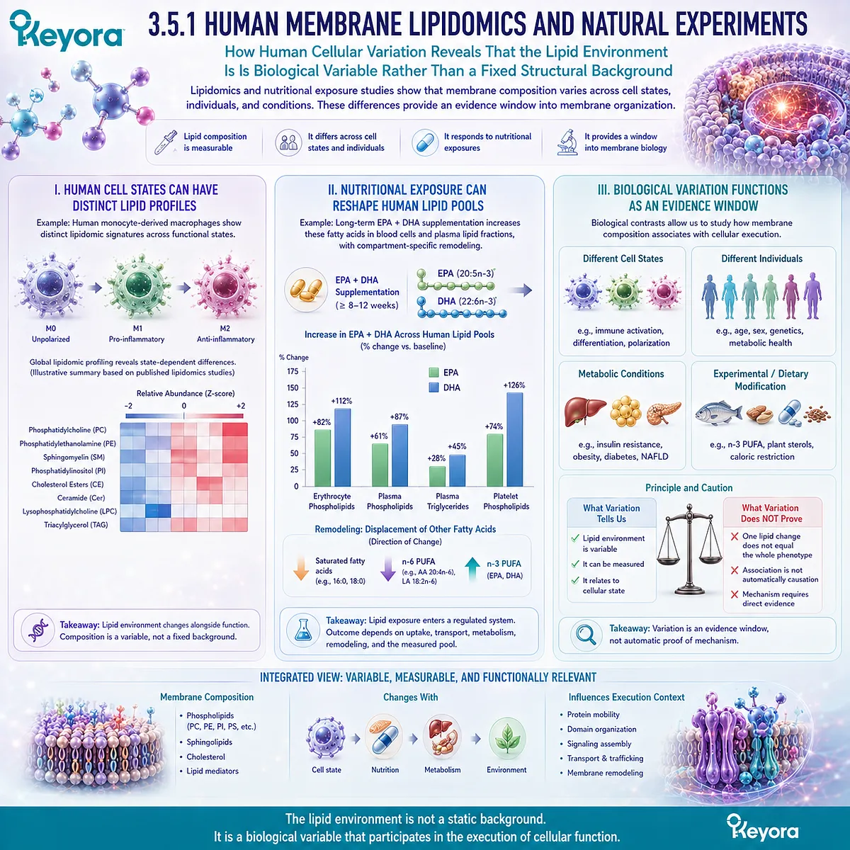 Human membrane lipidomics shows cell-state lipid variation and EPA/DHA remodeling of lipid pools, supporting Keyora’s Membrane Execution Environment without assuming causality. Human membrane lipidomics shows cell-state lipid variation and EPA/DHA remodeling of lipid pools, supporting Keyora’s Membrane Execution Environment without assuming causality.