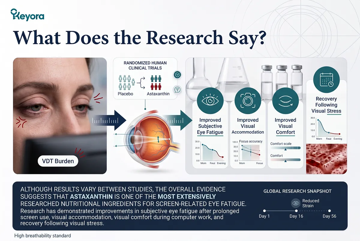 KEYORA clinical research infographic titled "What Does the Research Say?", illustrating an eye anatomy cross-section under VDT screen burden alongside laboratory glassware, sample vials, and data graphs. It highlights improvements in subjective eye fatigue, visual accommodation, and overall visual comfort. KEYORA clinical research infographic titled "What Does the Research Say?", illustrating an eye anatomy cross-section under VDT screen burden alongside laboratory glassware, sample vials, and data graphs. It highlights improvements in subjective eye fatigue, visual accommodation, and overall visual comfort.