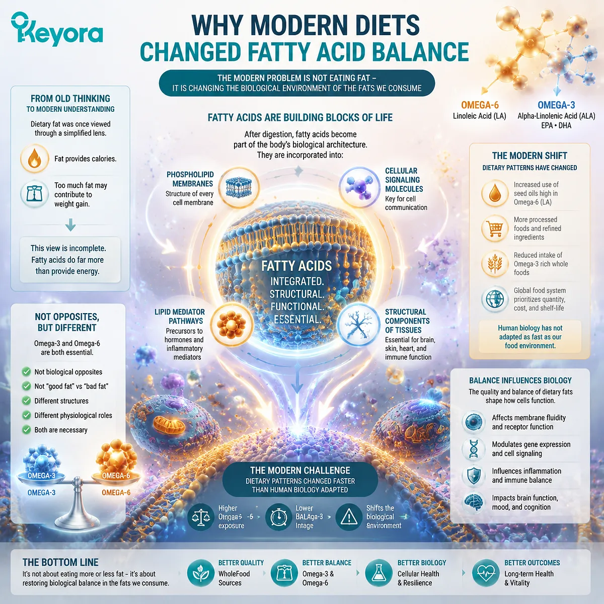 Omega-3 and Omega-6 fatty acid balance shapes phospholipid membranes and lipid signaling pathways, explaining dietary fat evolution through the Keyora Modern Lipid Imbalance framework. Omega-3 and Omega-6 fatty acid balance shapes phospholipid membranes and lipid signaling pathways, explaining dietary fat evolution through the Keyora Modern Lipid Imbalance framework.