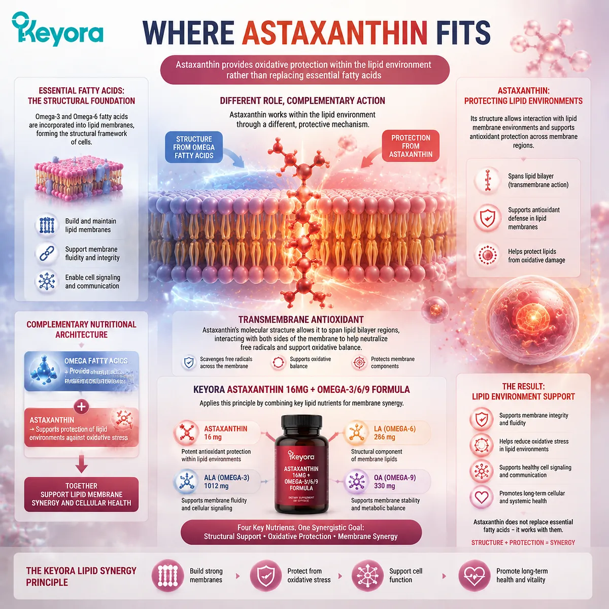Astaxanthin supports lipid membrane oxidative balance alongside Omega-3 and Omega-6 fatty acids, illustrating transmembrane antioxidant protection through the Keyora Astaxanthin Matrix framework. Astaxanthin supports lipid membrane oxidative balance alongside Omega-3 and Omega-6 fatty acids, illustrating transmembrane antioxidant protection through the Keyora Astaxanthin Matrix framework.
