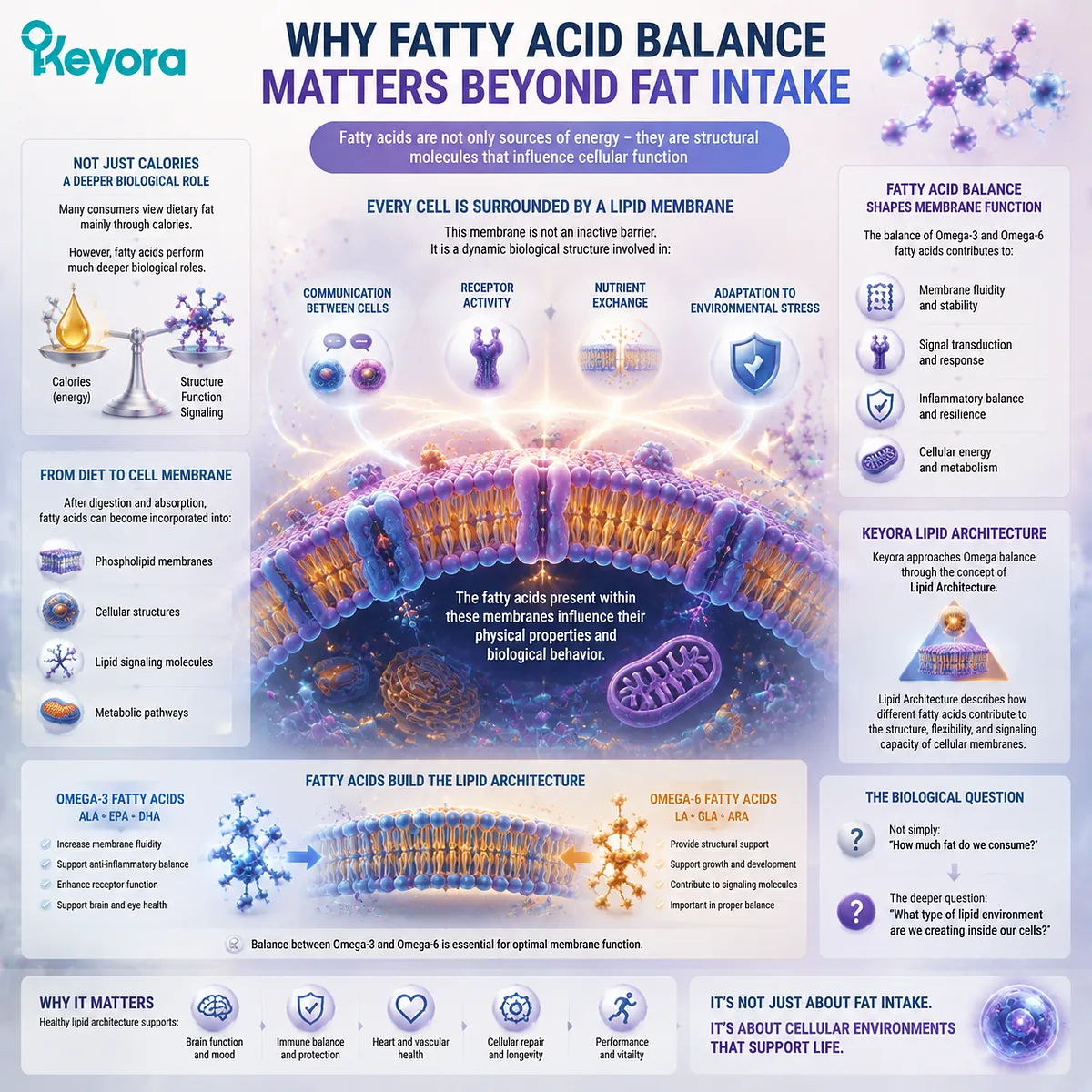 Fatty acid balance shapes phospholipid membranes, cellular signaling, and metabolic pathways, explaining lipid structure and function through the Keyora Lipid Architecture framework. Fatty acid balance shapes phospholipid membranes, cellular signaling, and metabolic pathways, explaining lipid structure and function through the Keyora Lipid Architecture framework.