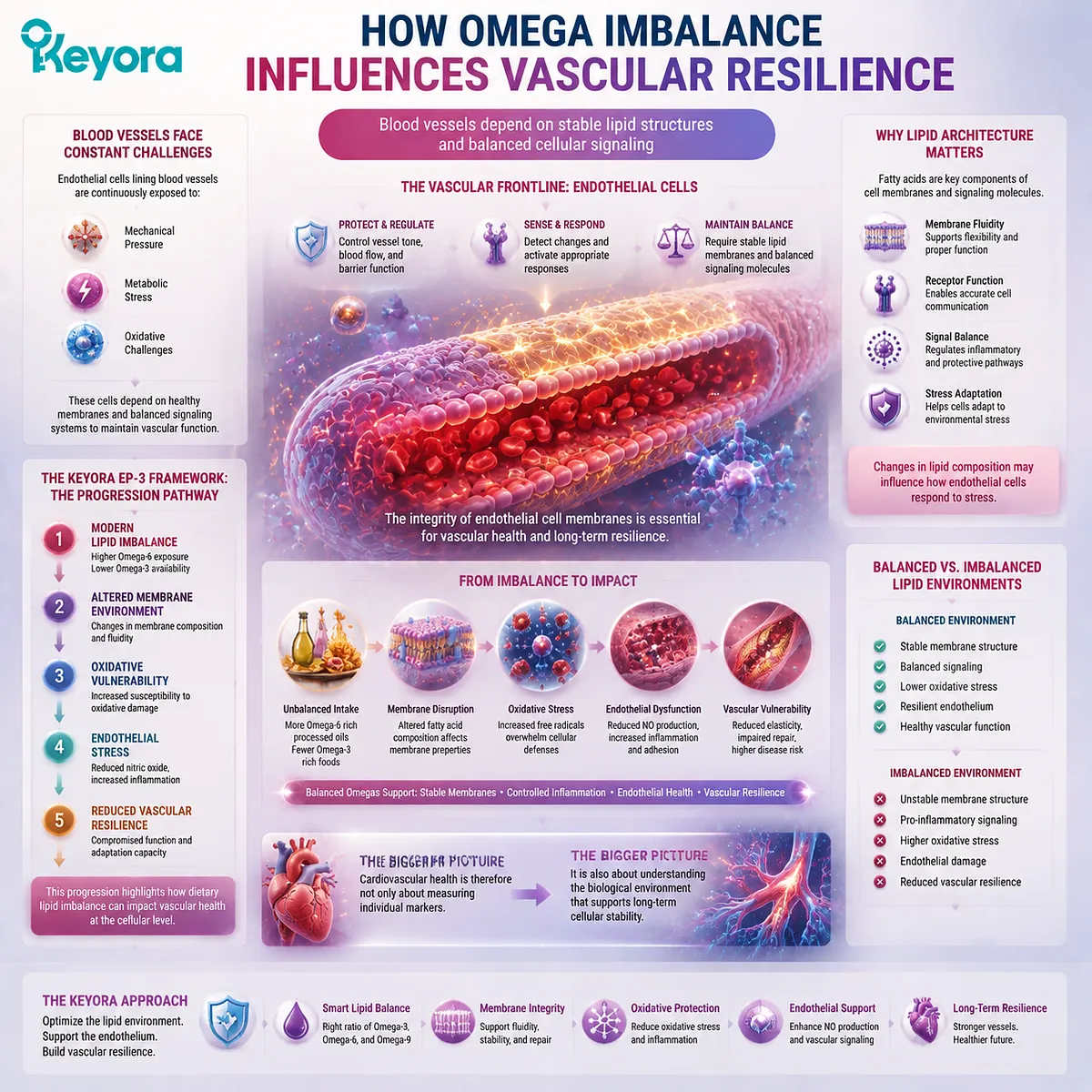 Omega-3 and Omega-6 balance influences vascular resilience through membrane environment, oxidative vulnerability, and endothelial signaling in the Keyora Lipid Architecture framework. Omega-3 and Omega-6 balance influences vascular resilience through membrane environment, oxidative vulnerability, and endothelial signaling in the Keyora Lipid Architecture framework.