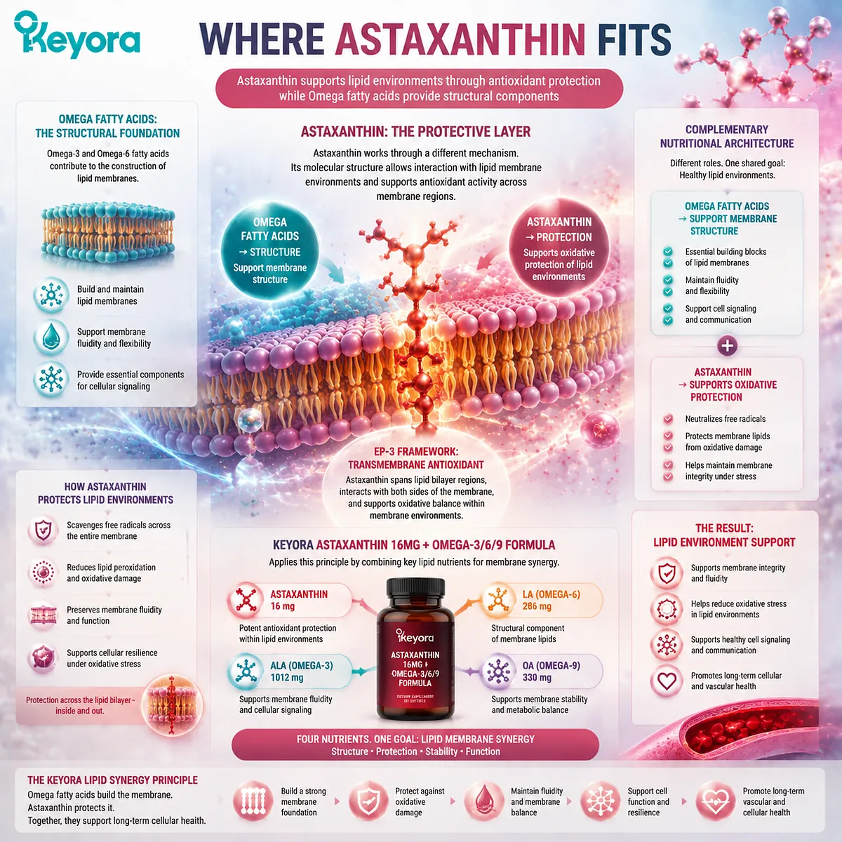 Astaxanthin supports lipid membrane oxidative balance while Omega fatty acids provide structural support, illustrating transmembrane antioxidant synergy through the Keyora Astaxanthin EP-3 framework. Astaxanthin supports lipid membrane oxidative balance while Omega fatty acids provide structural support, illustrating transmembrane antioxidant synergy through the Keyora Astaxanthin EP-3 framework.