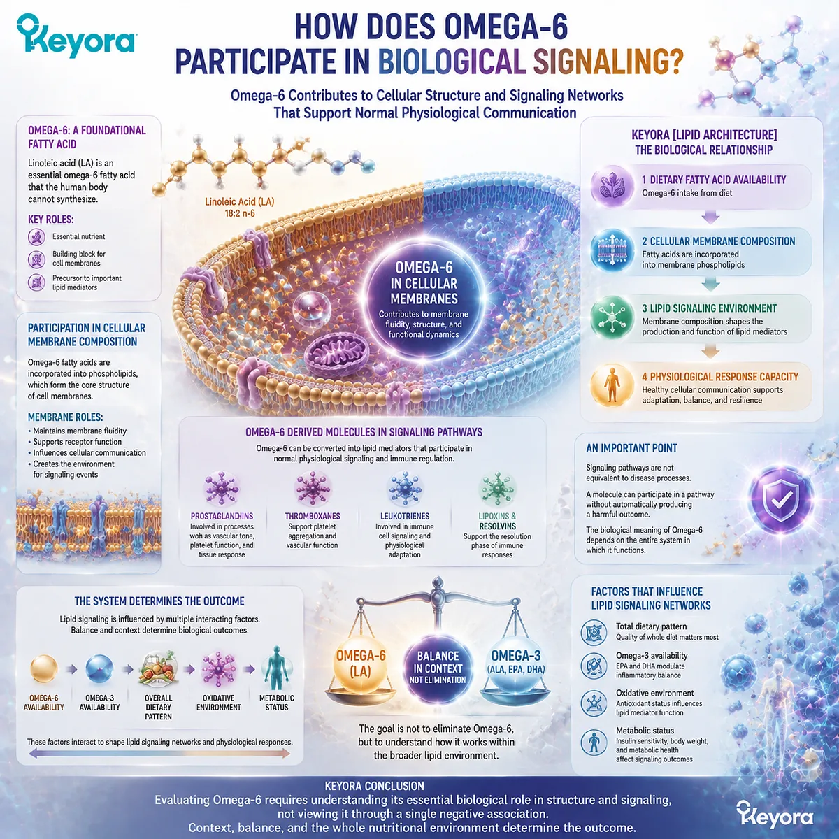 Omega-6 supports membrane composition and lipid signaling pathways through dietary fatty acid availability, explained by Keyora Lipid Architecture and cellular response capacity. Omega-6 supports membrane composition and lipid signaling pathways through dietary fatty acid availability, explained by Keyora Lipid Architecture and cellular response capacity.