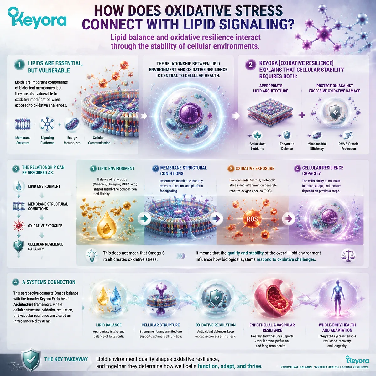 Omega balance connects lipid environment, membrane stability, and oxidative resilience through cellular architecture, with Keyora Oxidative Resilience and Endothelial Architecture frameworks. Omega balance connects lipid environment, membrane stability, and oxidative resilience through cellular architecture, with Keyora Oxidative Resilience and Endothelial Architecture frameworks.