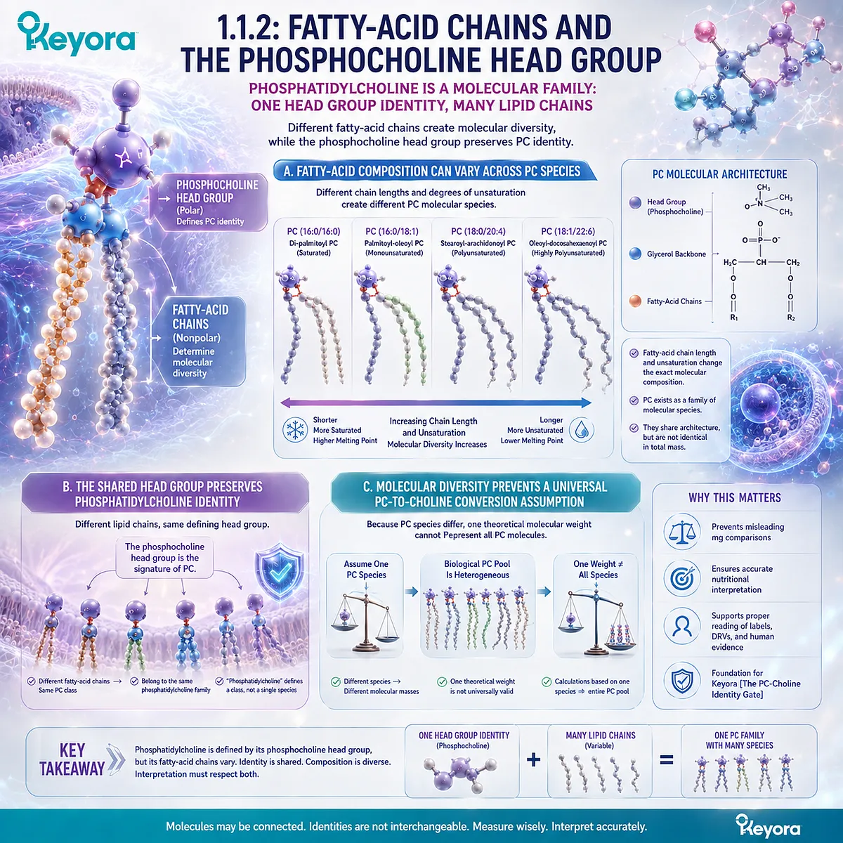 Phosphatidylcholine species vary in fatty-acid chains while sharing a phosphocholine head group, explaining PC molecular diversity through Keyora The PC-Choline Identity Gate. Phosphatidylcholine species vary in fatty-acid chains while sharing a phosphocholine head group, explaining PC molecular diversity through Keyora The PC-Choline Identity Gate.