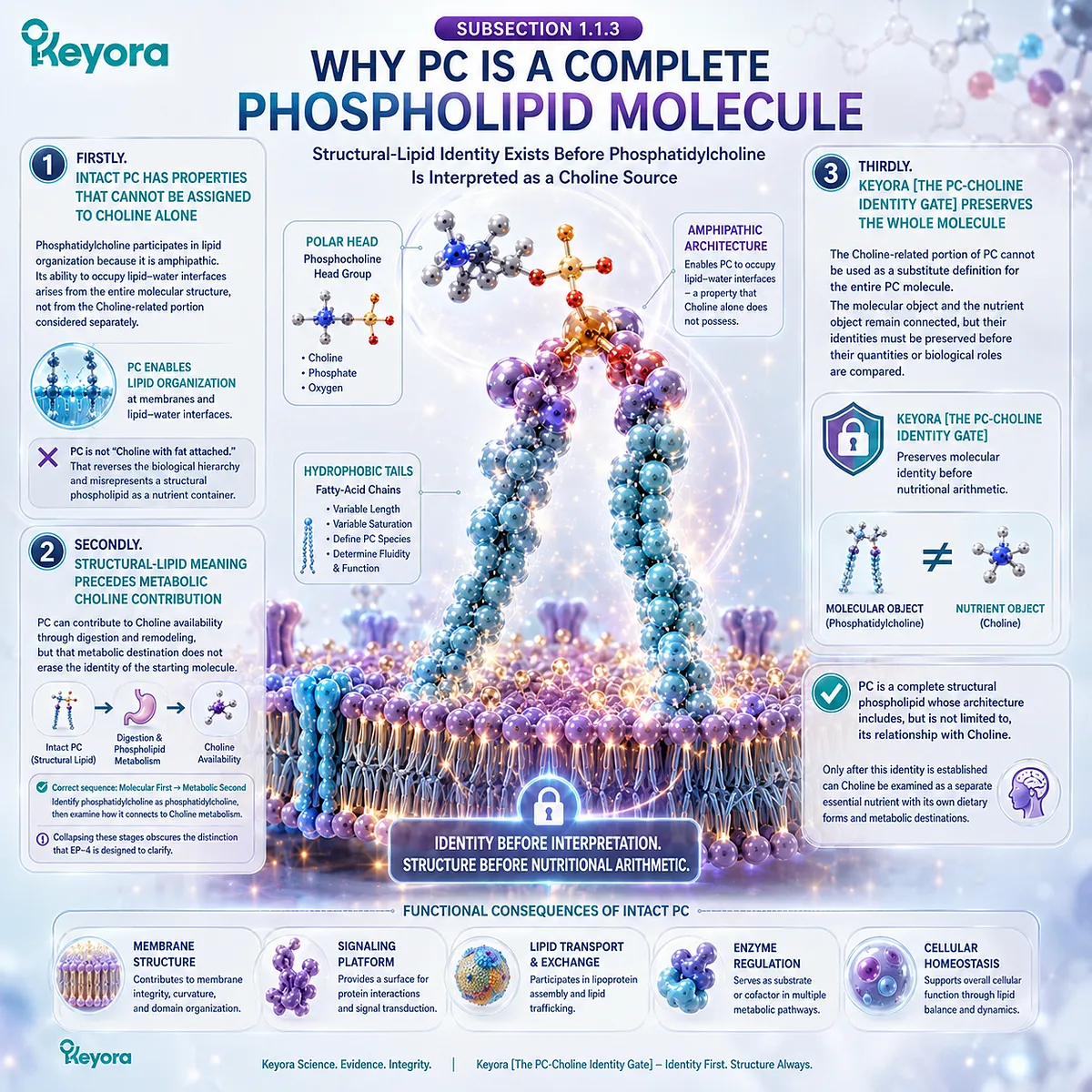 Phosphatidylcholine is a complete amphipathic structural lipid whose membrane-interface properties precede choline metabolism in Keyora The PC-Choline Identity Gate. Phosphatidylcholine is a complete amphipathic structural lipid whose membrane-interface properties precede choline metabolism in Keyora The PC-Choline Identity Gate.