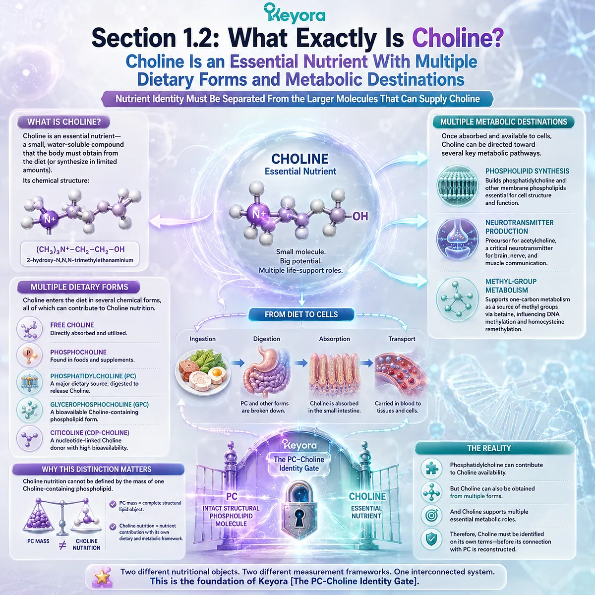 Choline nutrition spans phosphatidylcholine synthesis, acetylcholine production, and betaine metabolism, separated from intact PC by Keyora The PC-Choline Identity Gate. Choline nutrition spans phosphatidylcholine synthesis, acetylcholine production, and betaine metabolism, separated from intact PC by Keyora The PC-Choline Identity Gate.