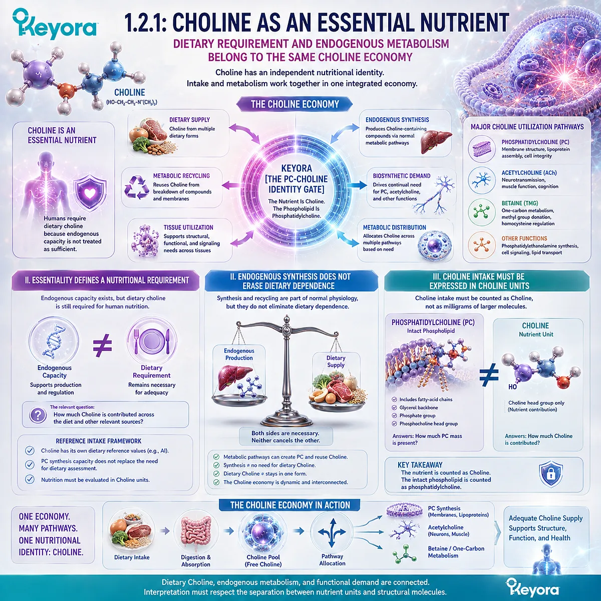 Choline essential nutrient intake integrates dietary supply, endogenous synthesis, recycling, and tissue use, separated from PC mass by Keyora The PC-Choline Identity Gate. Choline essential nutrient intake integrates dietary supply, endogenous synthesis, recycling, and tissue use, separated from PC mass by Keyora The PC-Choline Identity Gate.