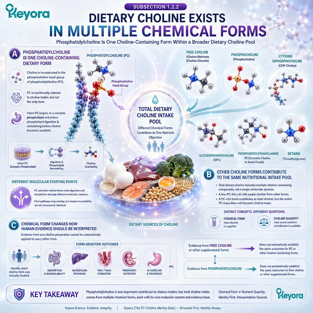 Dietary choline comes from phosphatidylcholine and other chemical forms with distinct digestion and metabolism, mapped by Keyora The PC-Choline Identity Gate. Dietary choline comes from phosphatidylcholine and other chemical forms with distinct digestion and metabolism, mapped by Keyora The PC-Choline Identity Gate.