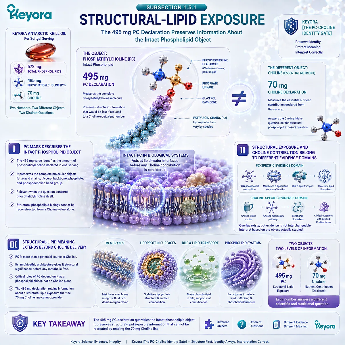 495 mg phosphatidylcholine represents intact structural-lipid exposure linked to membrane and phospholipid biology in Keyora The PC-Choline Dual-Object Model. 495 mg phosphatidylcholine represents intact structural-lipid exposure linked to membrane and phospholipid biology in Keyora The PC-Choline Dual-Object Model.