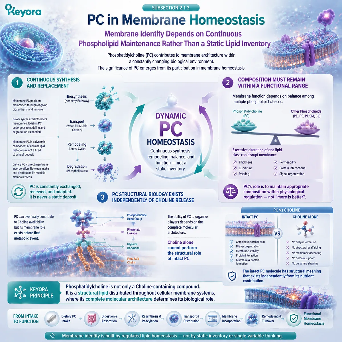 Phosphatidylcholine membrane homeostasis involves synthesis, turnover, and lipid balance through intact phospholipid architecture, defining the Keyora PC Structural Distribution Map. Phosphatidylcholine membrane homeostasis involves synthesis, turnover, and lipid balance through intact phospholipid architecture, defining the Keyora PC Structural Distribution Map.