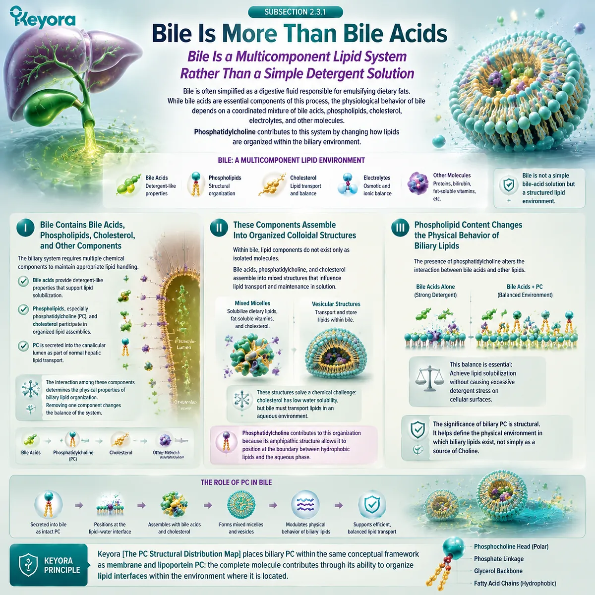 Biliary phosphatidylcholine supports bile lipid organization through mixed micelle and vesicle structures, balancing lipid-water interfaces in the Keyora PC Structural Distribution Map. Biliary phosphatidylcholine supports bile lipid organization through mixed micelle and vesicle structures, balancing lipid-water interfaces in the Keyora PC Structural Distribution Map.