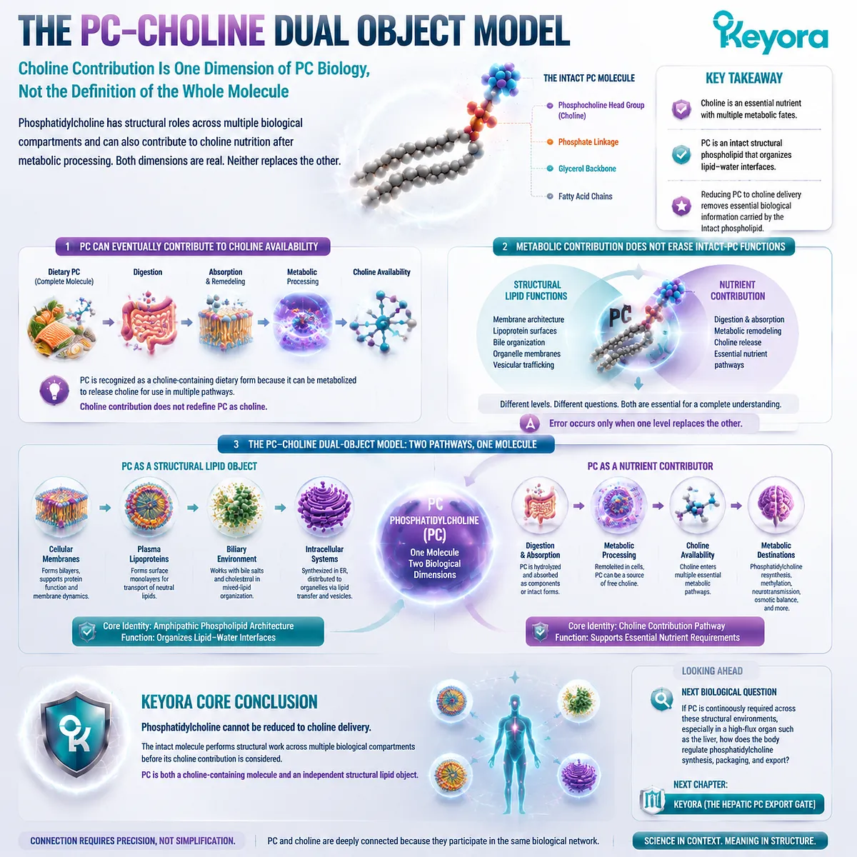 Phosphatidylcholine connects structural lipid functions with Choline nutrition through dual biological pathways, integrating membrane distribution and nutrient contribution in Keyora PC-Choline Dual-Object Model. Phosphatidylcholine connects structural lipid functions with Choline nutrition through dual biological pathways, integrating membrane distribution and nutrient contribution in Keyora PC-Choline Dual-Object Model.