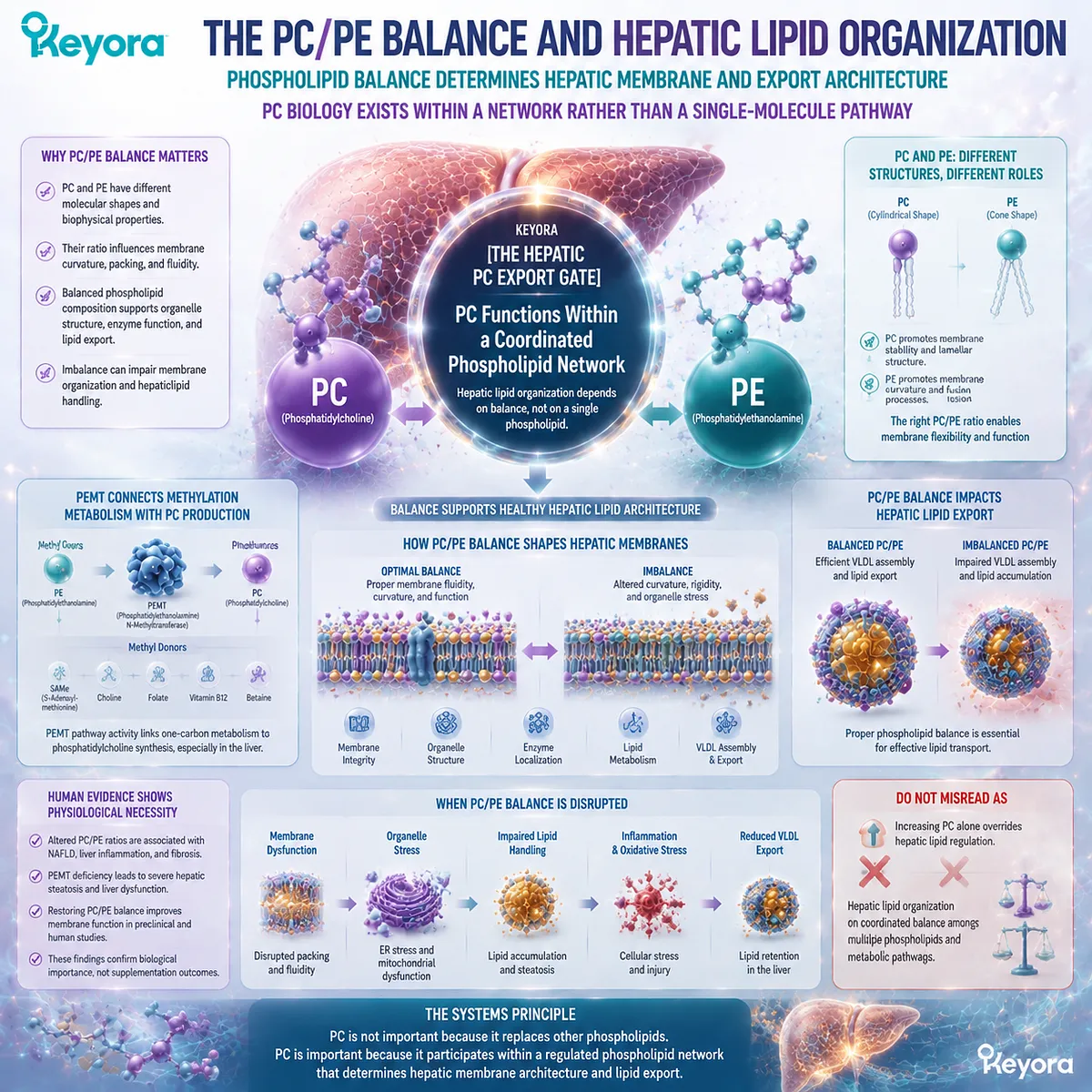 Phosphatidylcholine and phosphatidylethanolamine balance regulate hepatic lipid organization, membrane architecture, and PC metabolism through Keyora Hepatic PC Export Gate Phosphatidylcholine and phosphatidylethanolamine balance regulate hepatic lipid organization, membrane architecture, and PC metabolism through Keyora Hepatic PC Export Gate