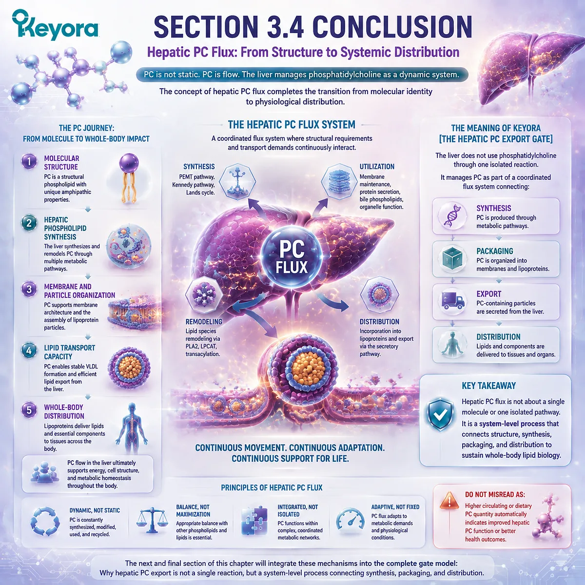 Phosphatidylcholine flux connects hepatic synthesis, membrane organization, lipoprotein packaging, and lipid distribution through Keyora Hepatic PC Export Gate Phosphatidylcholine flux connects hepatic synthesis, membrane organization, lipoprotein packaging, and lipid distribution through Keyora Hepatic PC Export Gate