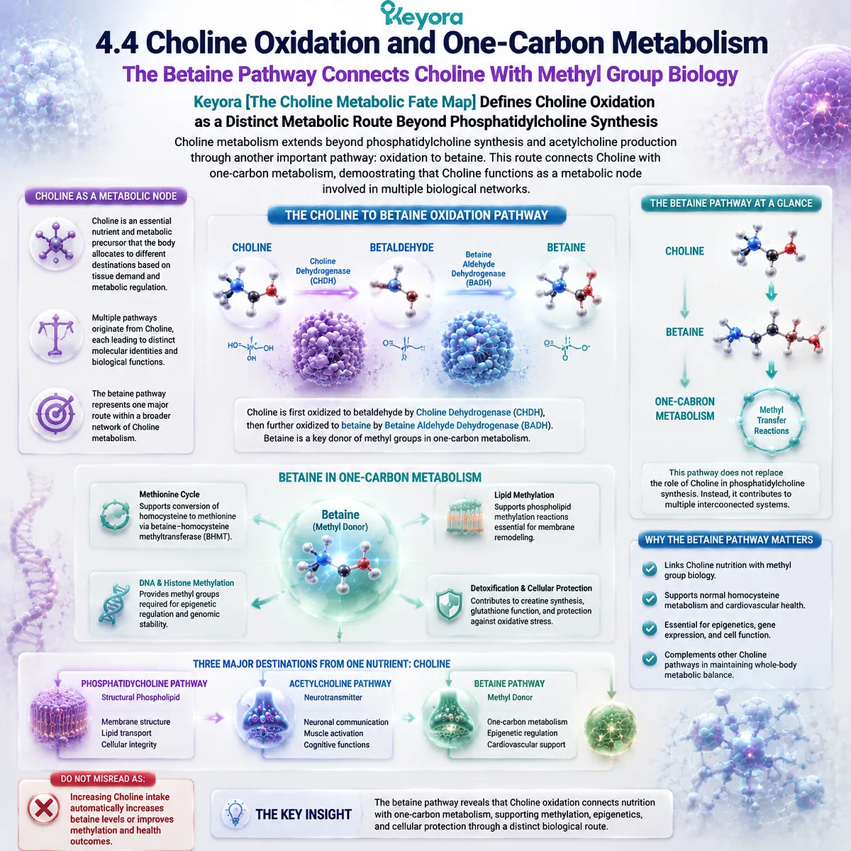 Choline oxidation converts Choline to betaine, connecting one-carbon metabolism with nutrient routing through Keyora Choline Metabolic Fate Map pathways. Choline oxidation converts Choline to betaine, connecting one-carbon metabolism with nutrient routing through Keyora Choline Metabolic Fate Map pathways.