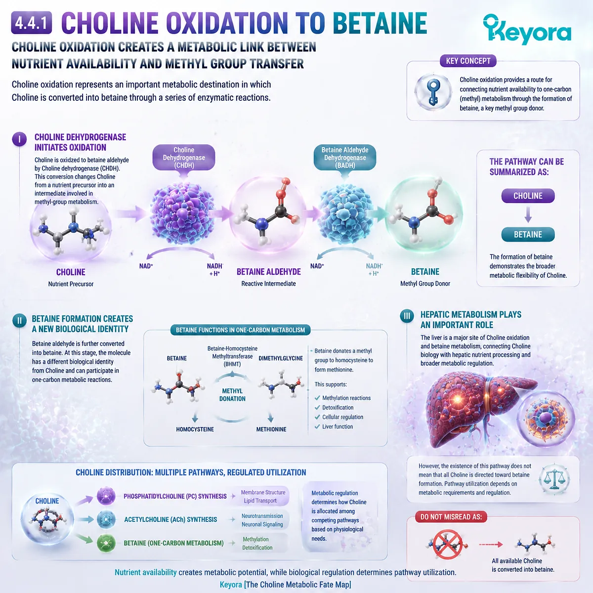 Choline oxidation converts Choline to betaine through enzymatic steps, connecting hepatic metabolism and one-carbon pathways in Keyora Choline Metabolic Fate Map. Choline oxidation converts Choline to betaine through enzymatic steps, connecting hepatic metabolism and one-carbon pathways in Keyora Choline Metabolic Fate Map.