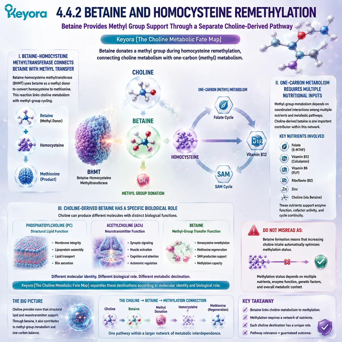 Betaine from Choline supports homocysteine remethylation and one-carbon metabolism through methyl transfer, mapped by Keyora Choline Metabolic Fate Map. Betaine from Choline supports homocysteine remethylation and one-carbon metabolism through methyl transfer, mapped by Keyora Choline Metabolic Fate Map.