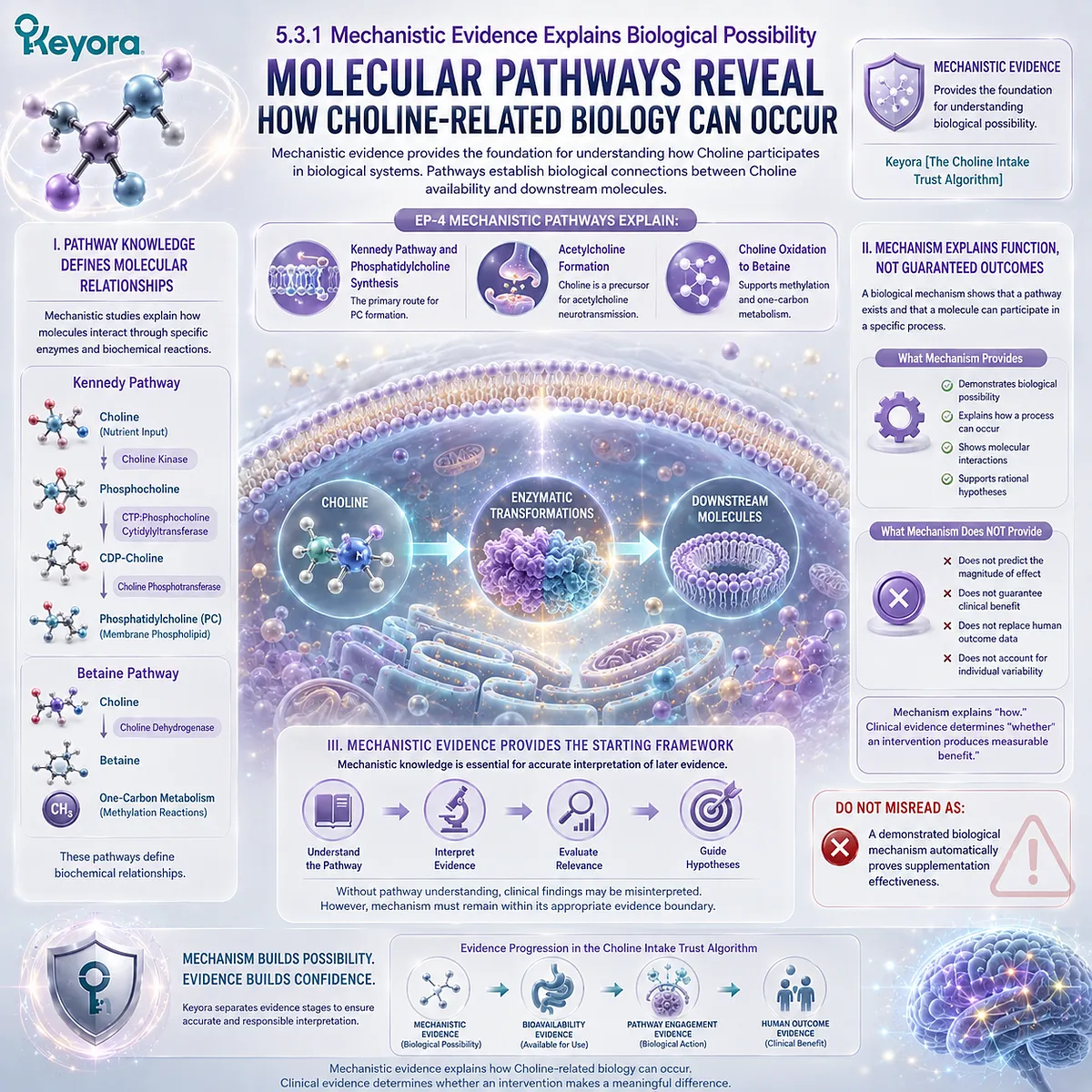 Choline metabolism through the Kennedy pathway, phosphatidylcholine synthesis, and betaine formation maps biological possibility within Keyora The Choline Intake Trust Algorithm. Choline metabolism through the Kennedy pathway, phosphatidylcholine synthesis, and betaine formation maps biological possibility within Keyora The Choline Intake Trust Algorithm.