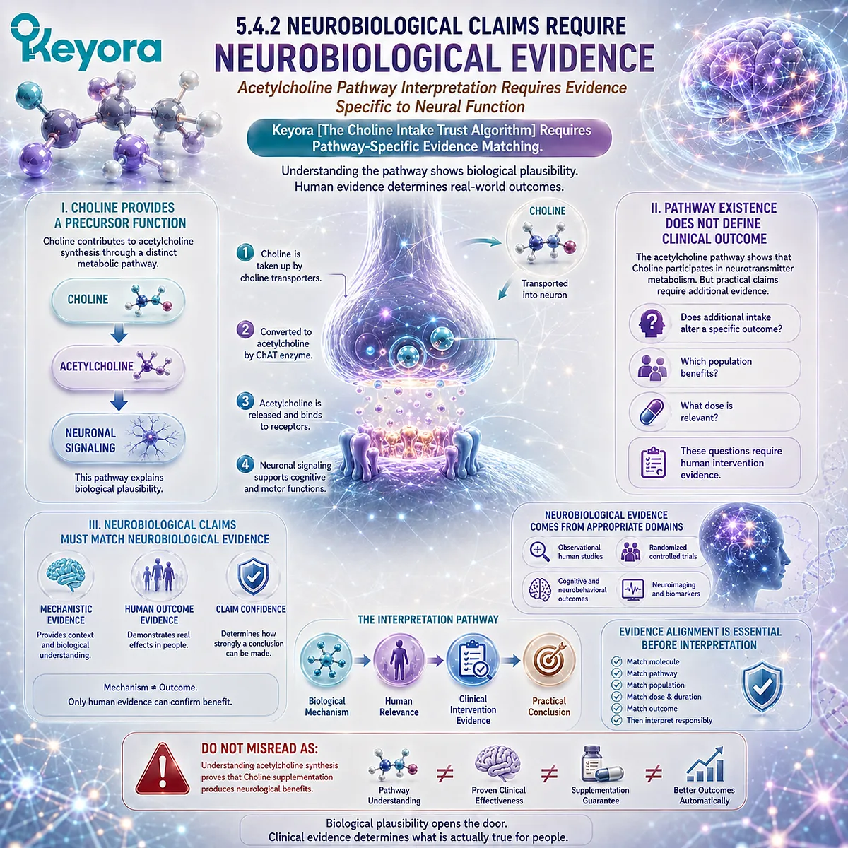Choline supports acetylcholine synthesis and neuronal signaling, but cognitive claims require neurobiological human evidence under Keyora The Choline Intake Trust Algorithm. Choline supports acetylcholine synthesis and neuronal signaling, but cognitive claims require neurobiological human evidence under Keyora The Choline Intake Trust Algorithm.
