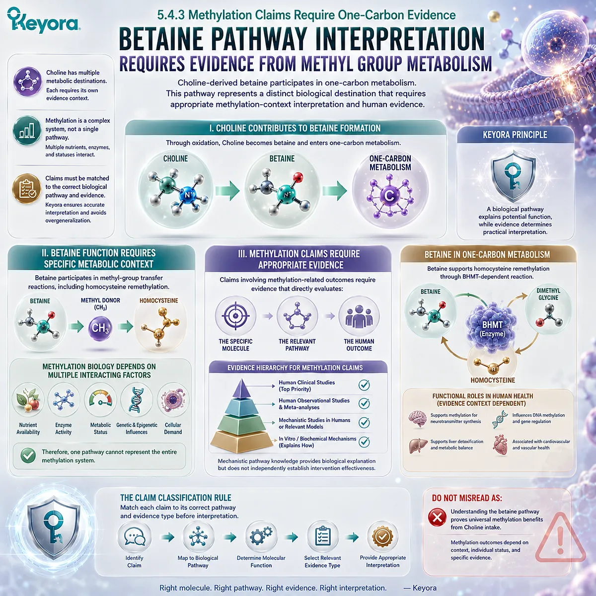 Choline oxidation to betaine supports one-carbon metabolism and homocysteine remethylation, with claims evidence-matched by Keyora The Choline Intake Trust Algorithm. Choline oxidation to betaine supports one-carbon metabolism and homocysteine remethylation, with claims evidence-matched by Keyora The Choline Intake Trust Algorithm.
