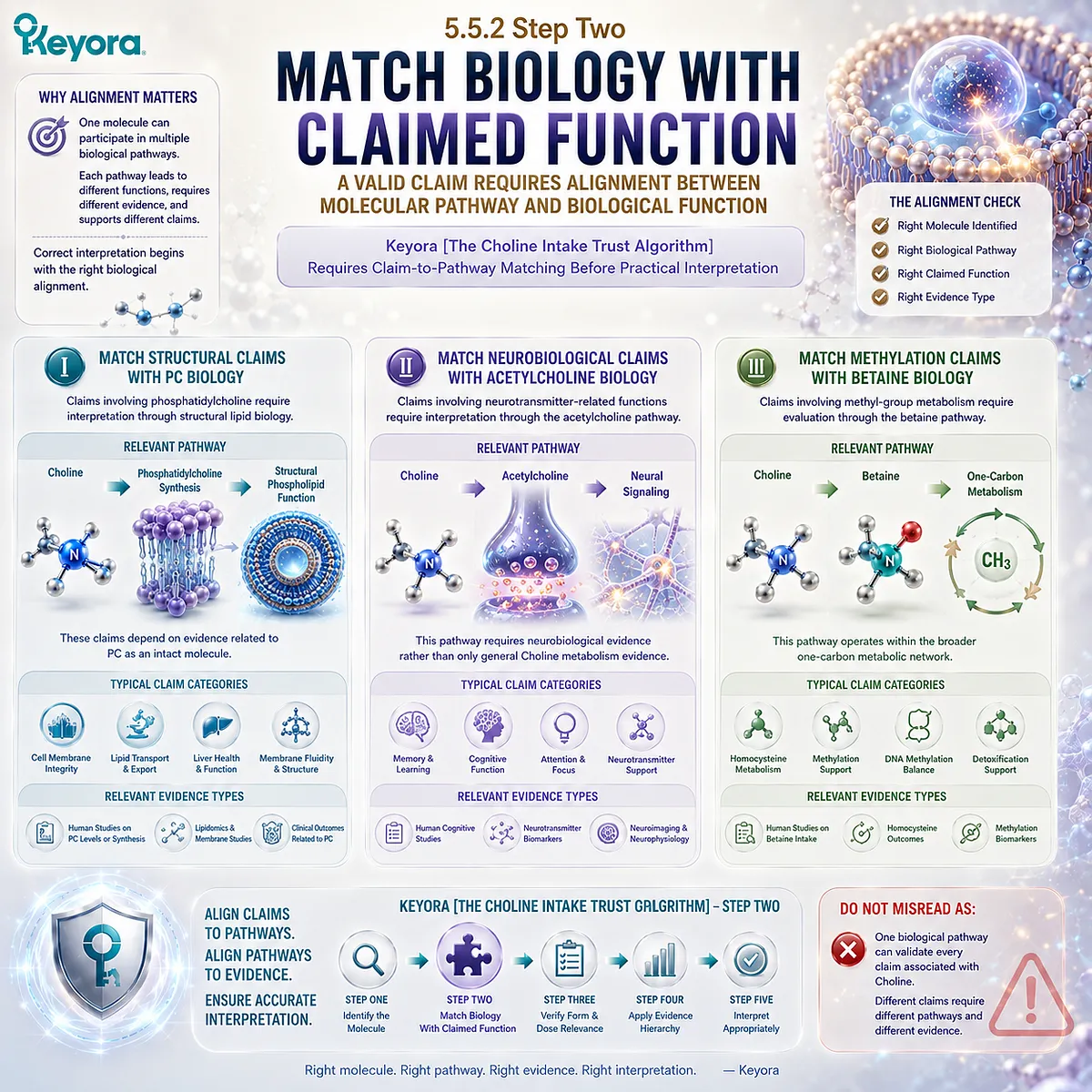 Choline claims must match phosphatidylcholine structure, acetylcholine neural signaling, or betaine one-carbon metabolism in Keyora The Choline Intake Trust Algorithm. Choline claims must match phosphatidylcholine structure, acetylcholine neural signaling, or betaine one-carbon metabolism in Keyora The Choline Intake Trust Algorithm.